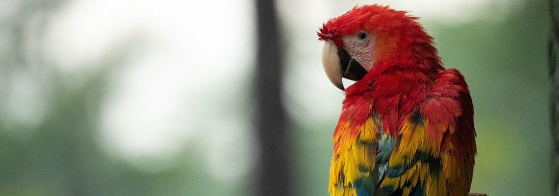 Parc Animalier en Auvergne