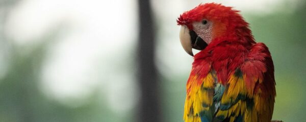 Parc Animalier en Auvergne